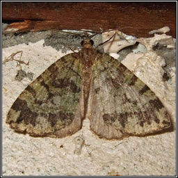 July Highflyer, Hydriomena furcata