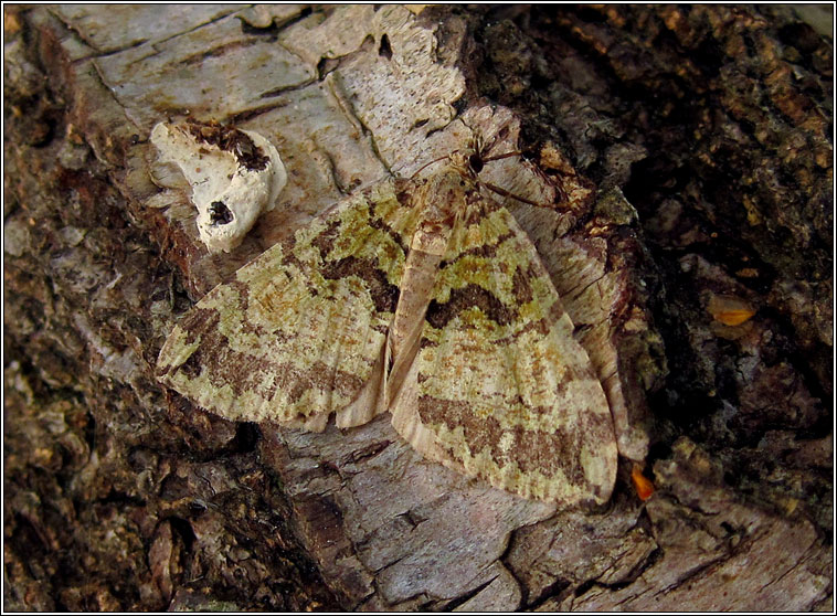 July Highflyer, Hydriomena furcata