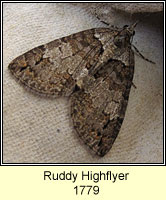 Ruddy Highflyer, Hydriomena ruberata