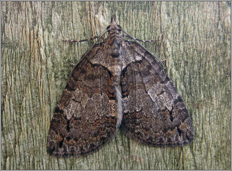 Ruddy Highflyer, Hydriomena ruberata