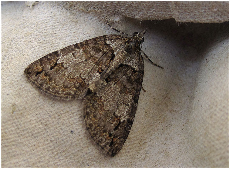 Ruddy Highflyer, Hydriomena ruberata