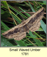 Small Waved Umber, Horisme vitalbata