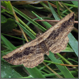 Small Waved Umber, Horisme vitalbata