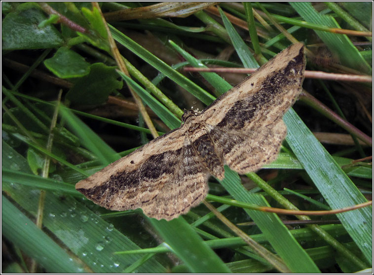 Small Waved Umber, Horisme vitalbata