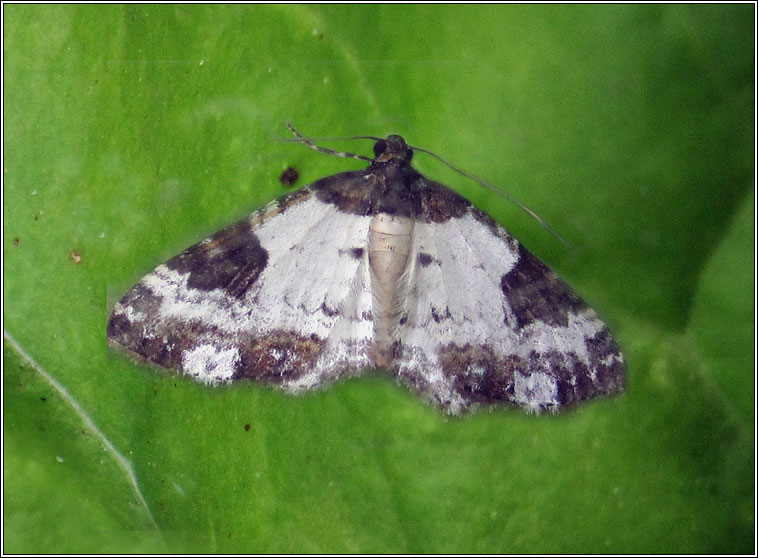 Pretty Chalk Carpet, Melanthia procellata