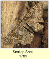 Scallop Shell, Rheumaptera undulata