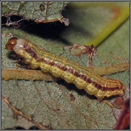 Scallop Shell, Rheumaptera undulata