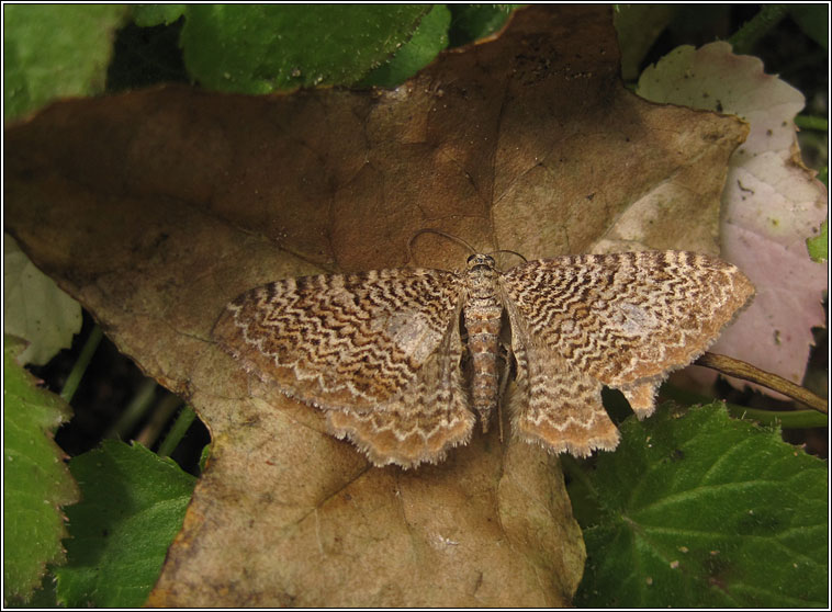 Scallop Shell, Rheumaptera undulata