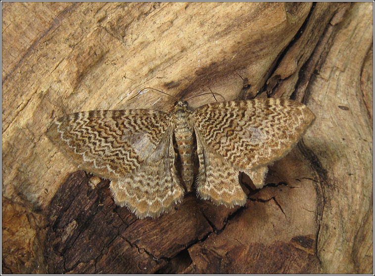 Scallop Shell, Rheumaptera undulata