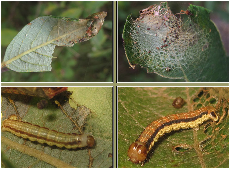 Scallop Shell, Rheumaptera undulata, larva