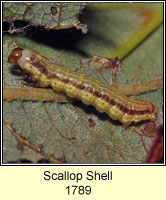 Scallop Shell, Rheumaptera undulata