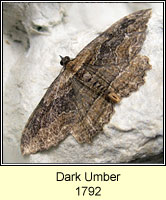 Dark Umber, Philereme transversata