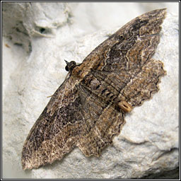 Dark Umber, Philereme transversata