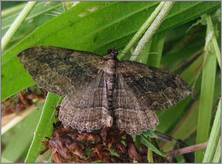 Dark Umber, Philereme transversata