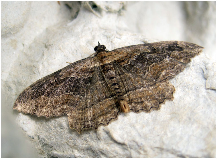 Dark Umber, Philereme transversata