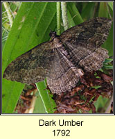 Dark Umber, Philereme transversata