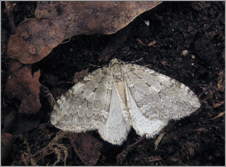 November Moth agg, Epirrita dilutata agg