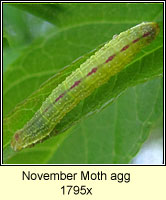 November Moth agg, Epirrita dilutata agg