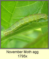 November Moth agg, Epirrita dilutata agg