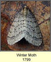 Winter Moth, Operophtera brumata