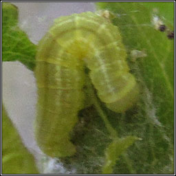 Winter Moth, Operophtera brumata