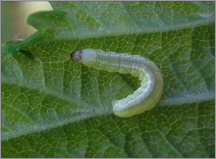 Winter Moth, Operophtera brumata