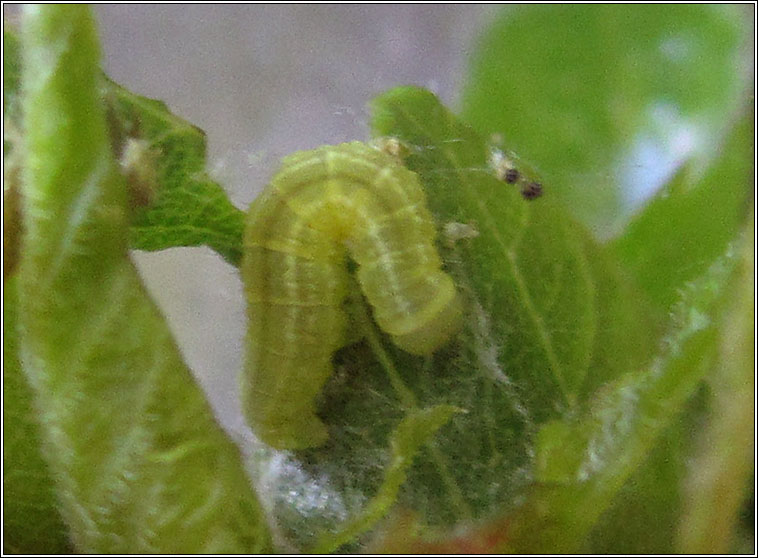 Winter Moth, Operophtera brumata