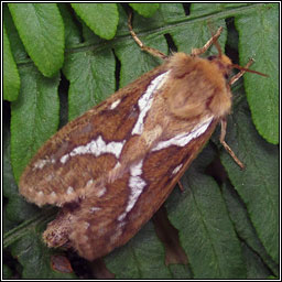 Common Swift, Hepialus lupulinus