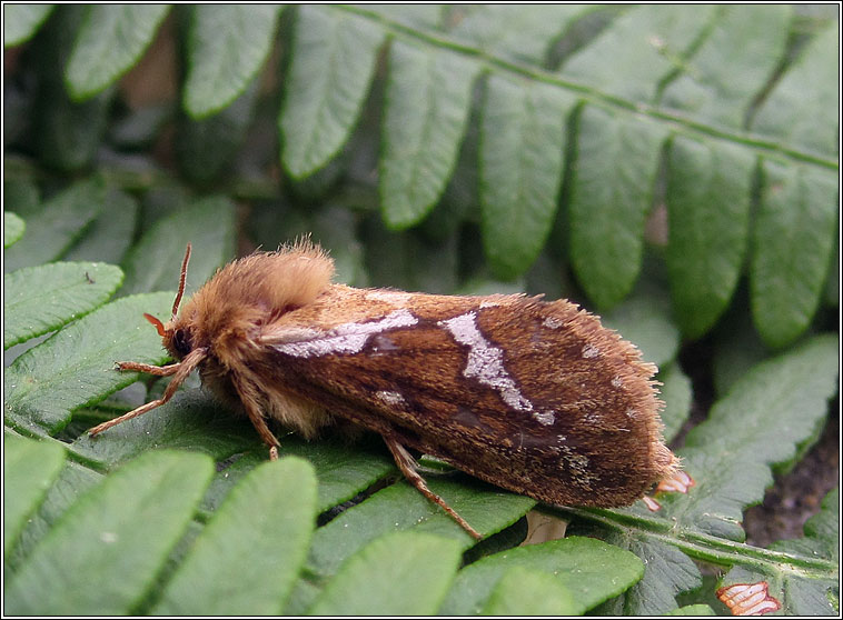 Common Swift, Hepialus lupulinus