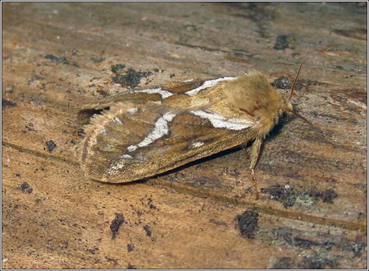 Common Swift, Hepialus lupulinus