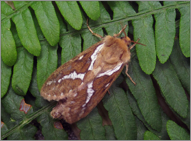 Common Swift, Hepialus lupulinus