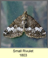 Small Rivulet, Perizoma alchemillata