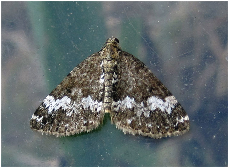 Small Rivulet, Perizoma alchemillata