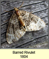 Barred Rivulet, Perizoma bifaciata