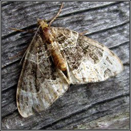 Barred Rivulet, Perizoma bifaciata