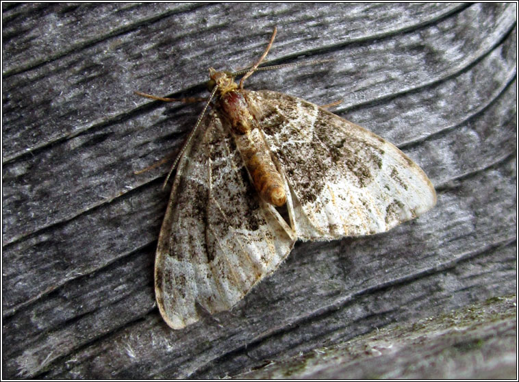 Barred Rivulet, Perizoma bifaciata