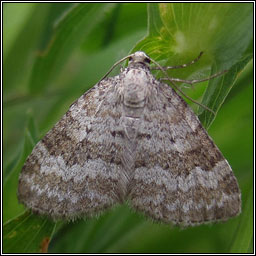 Grass Rivulet, Perizoma albulata