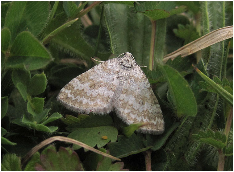 Grass Rivulet, Perizoma albulata