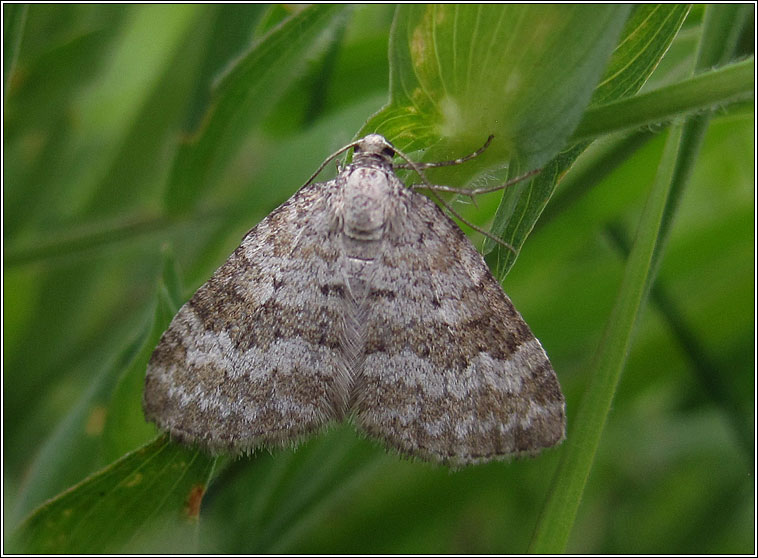 Grass Rivulet, Perizoma albulata