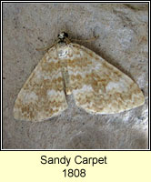 Sandy Carpet, Perizoma flavofasciata