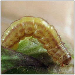 Sandy Carpet, Perizoma flavofasciata