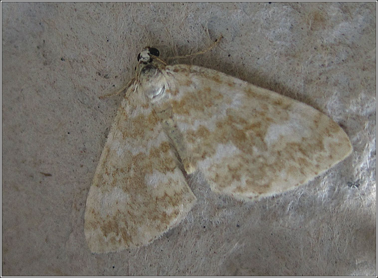 Sandy Carpet, Perizoma flavofasciata