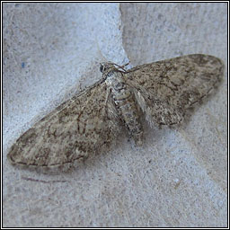 Maple Pug, Eupithecia inturbata