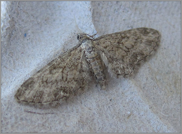 Maple Pug, Eupithecia inturbata