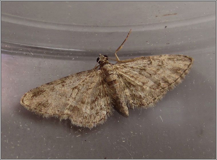 Maple Pug, Eupithecia inturbata