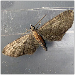 Haworth's Pug, Eupithecia haworthiata