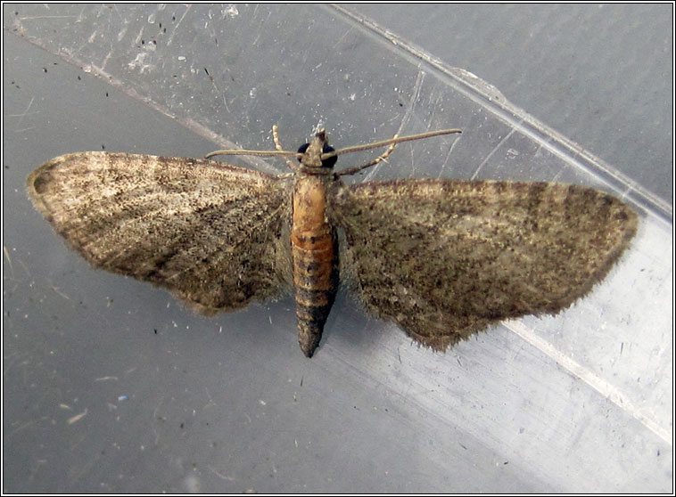 Haworth's Pug, Eupithecia haworthiata