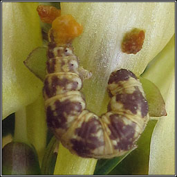 Toadflax Pug, Eupithecia linariata