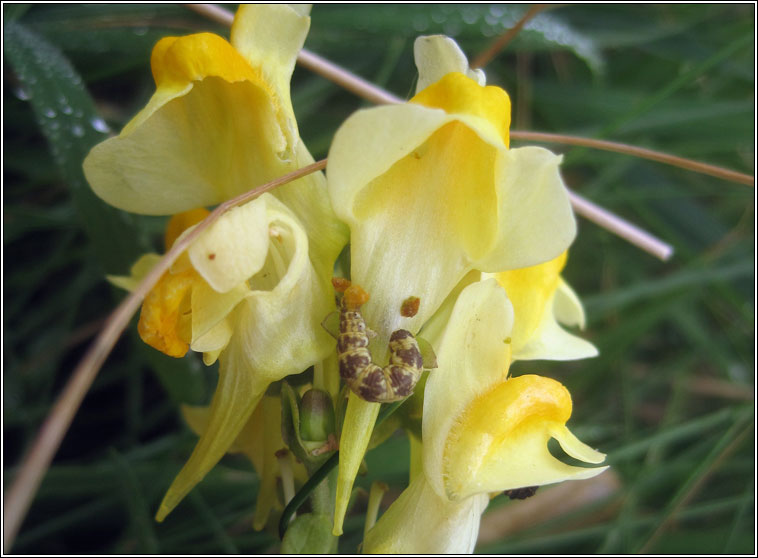 Toadflax Pug, Eupithecia linariata