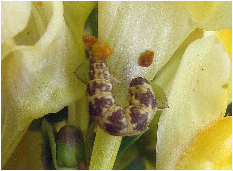 Toadflax Pug, Eupithecia linariata